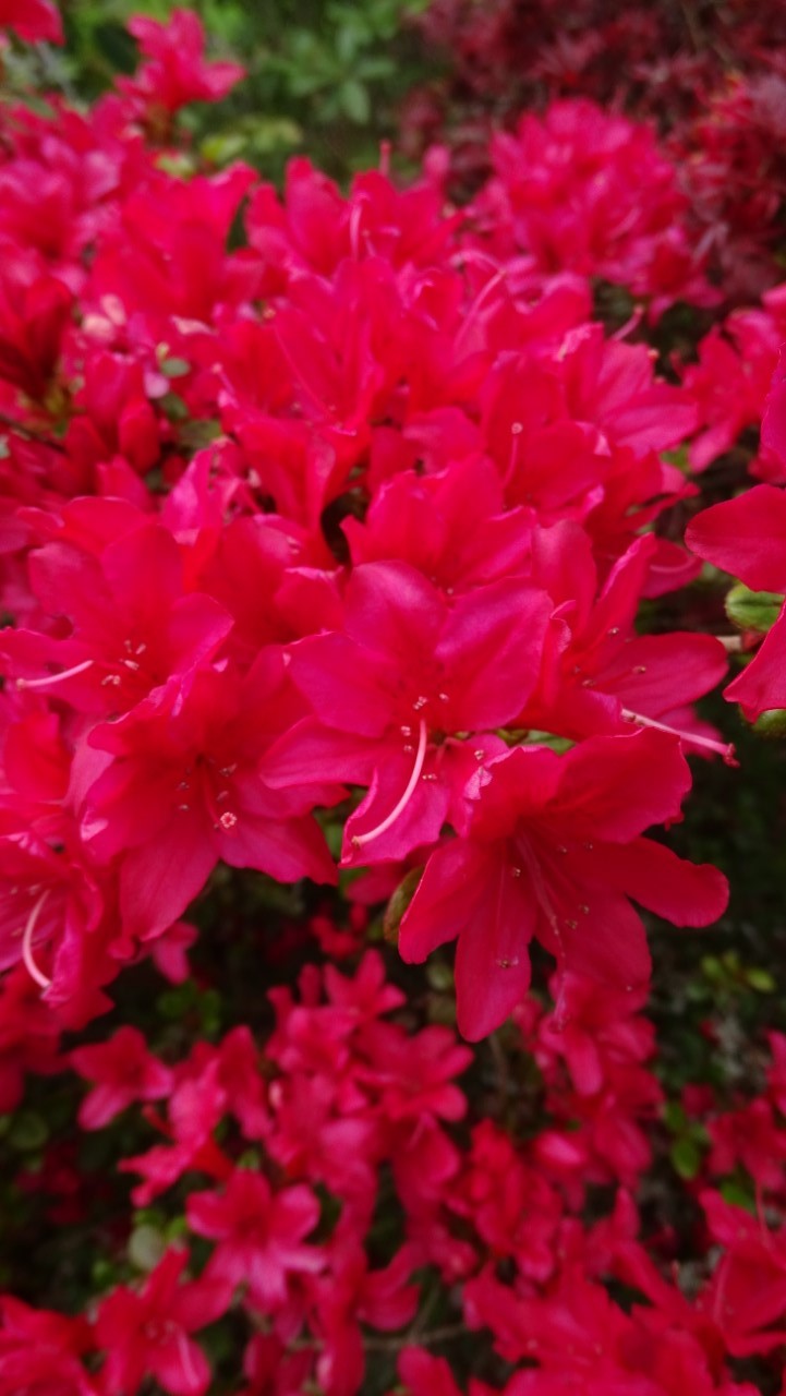 'Rubinstern'